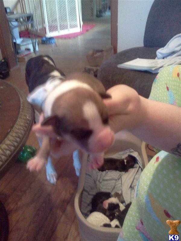 Puppies in Philadelphia
